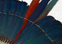 kayapo amazon rainforest macaw feather headdress 